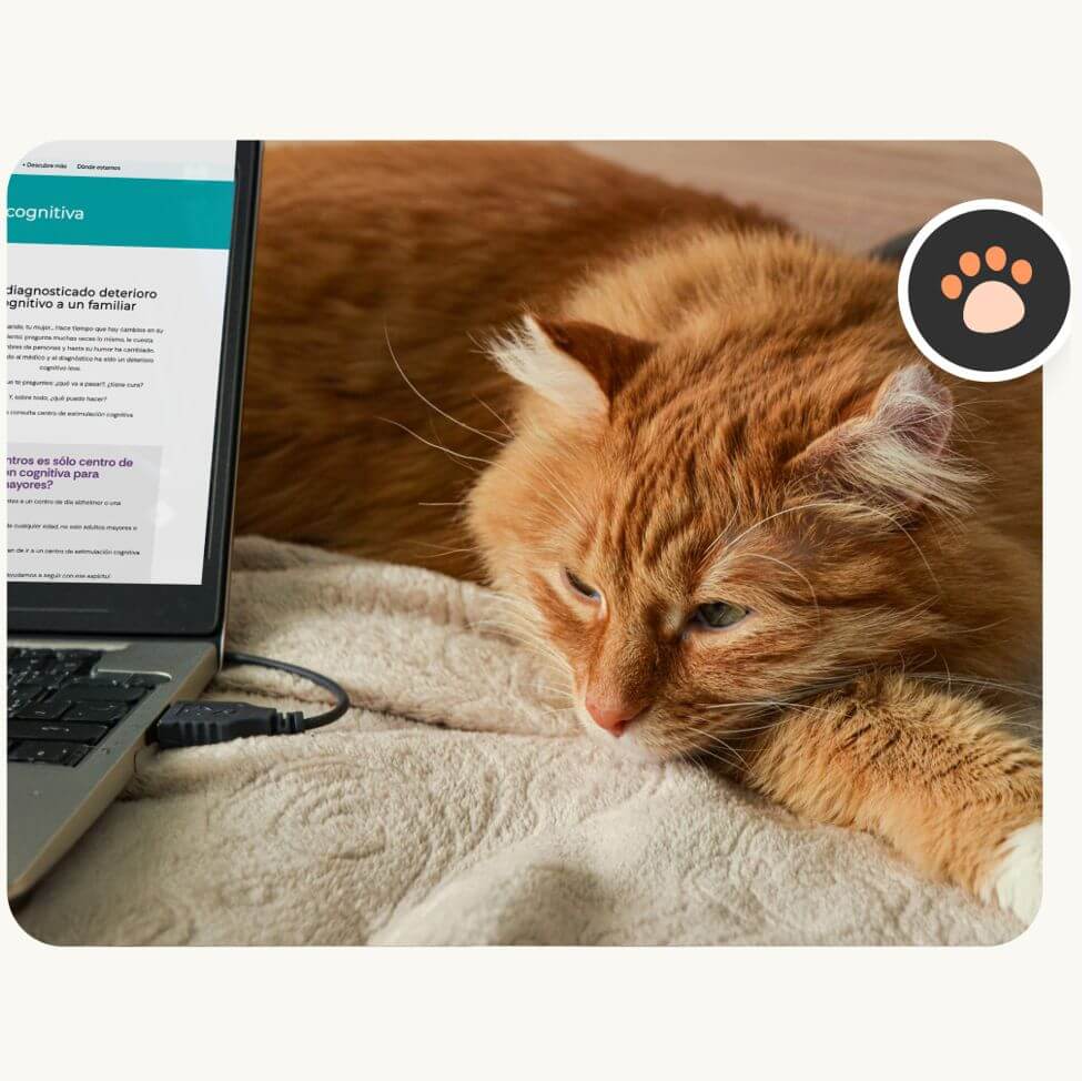 Gato naranja en manta junto a portátil mostrando desarrollo página web
